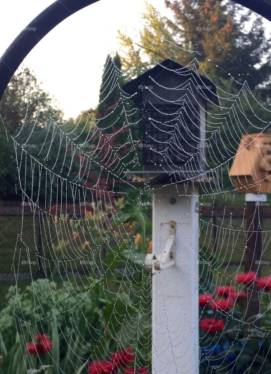 Spiderweb Art