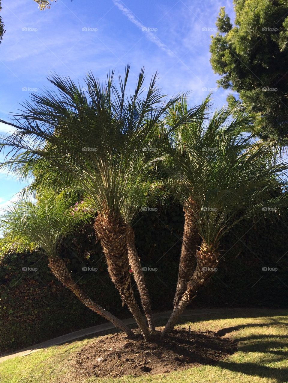 Palm tree trio