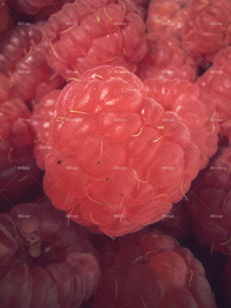 Fromboise berry hand happy view bio fresh yummy healthy Red raspberry nature eco vegan juicy fruits