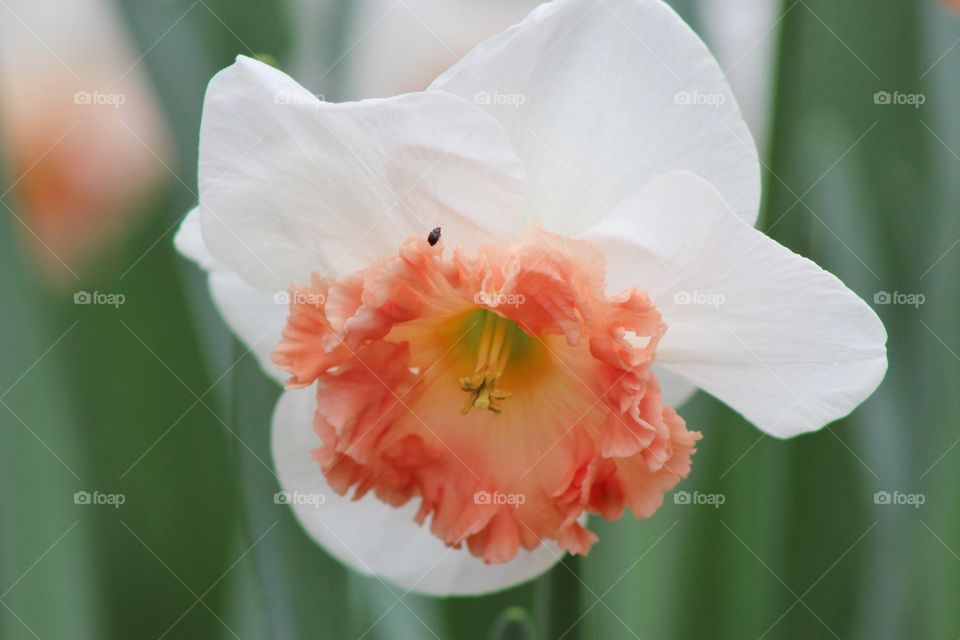 A pink and white daffodil blooming in the spring