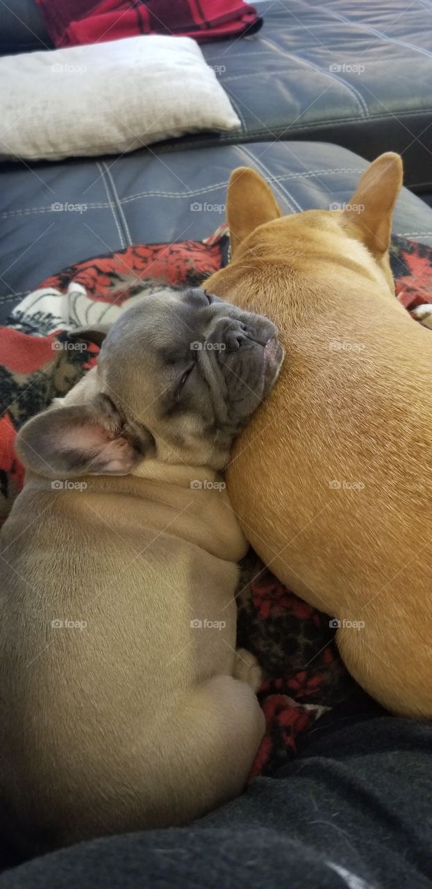 puppies cuddling while sleeping