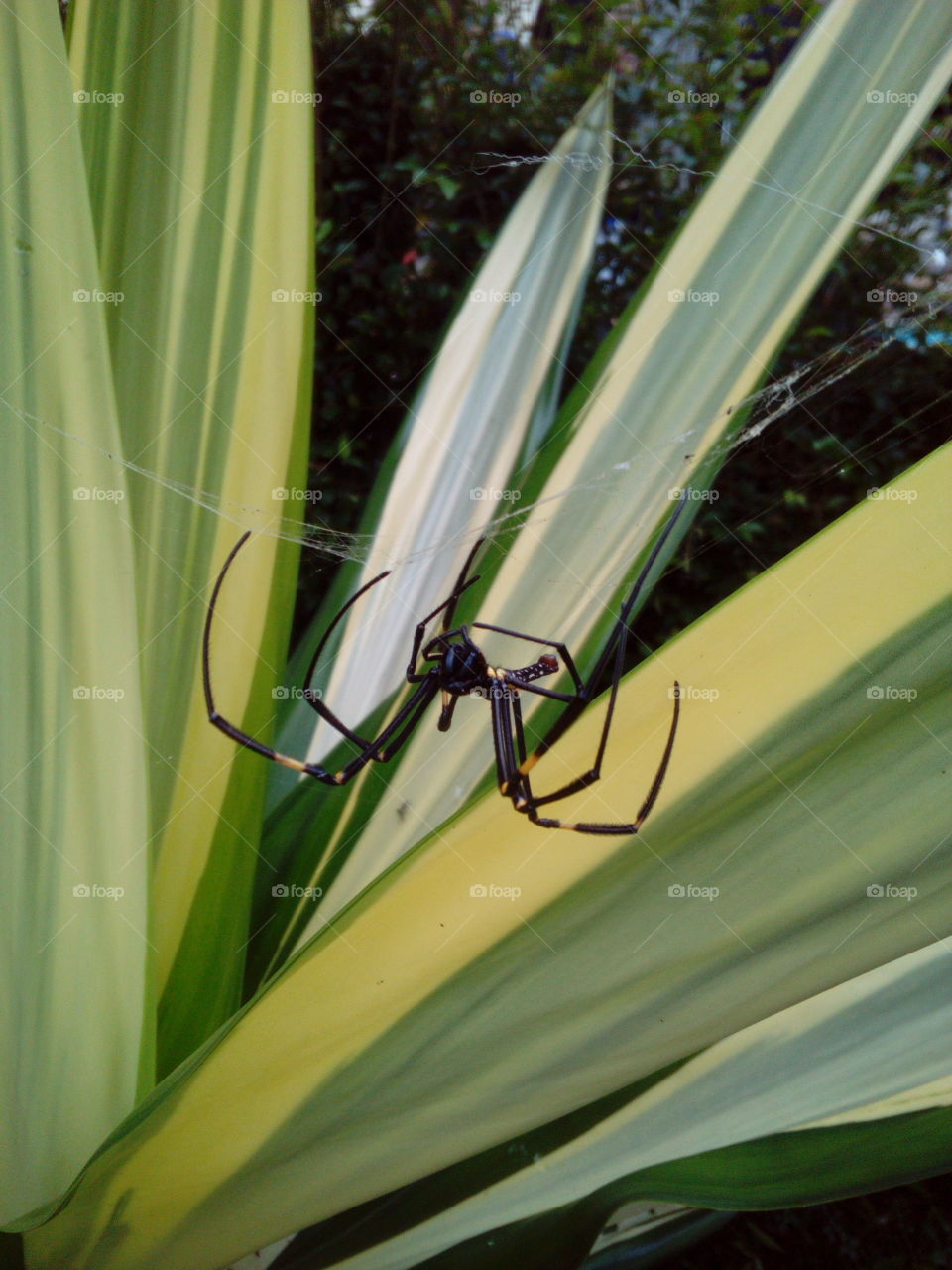 Pristine Spider in the Web