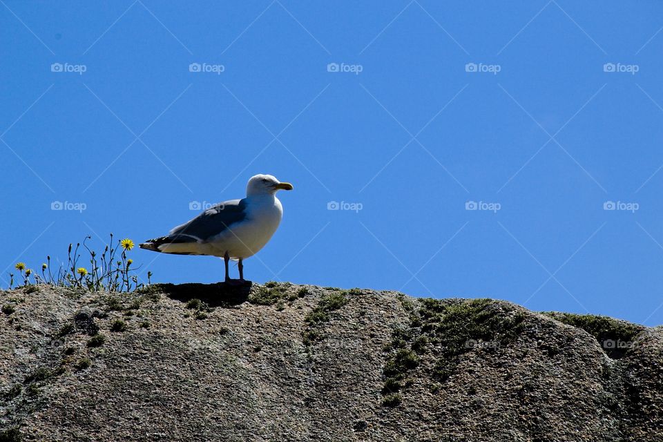 seagull on rock