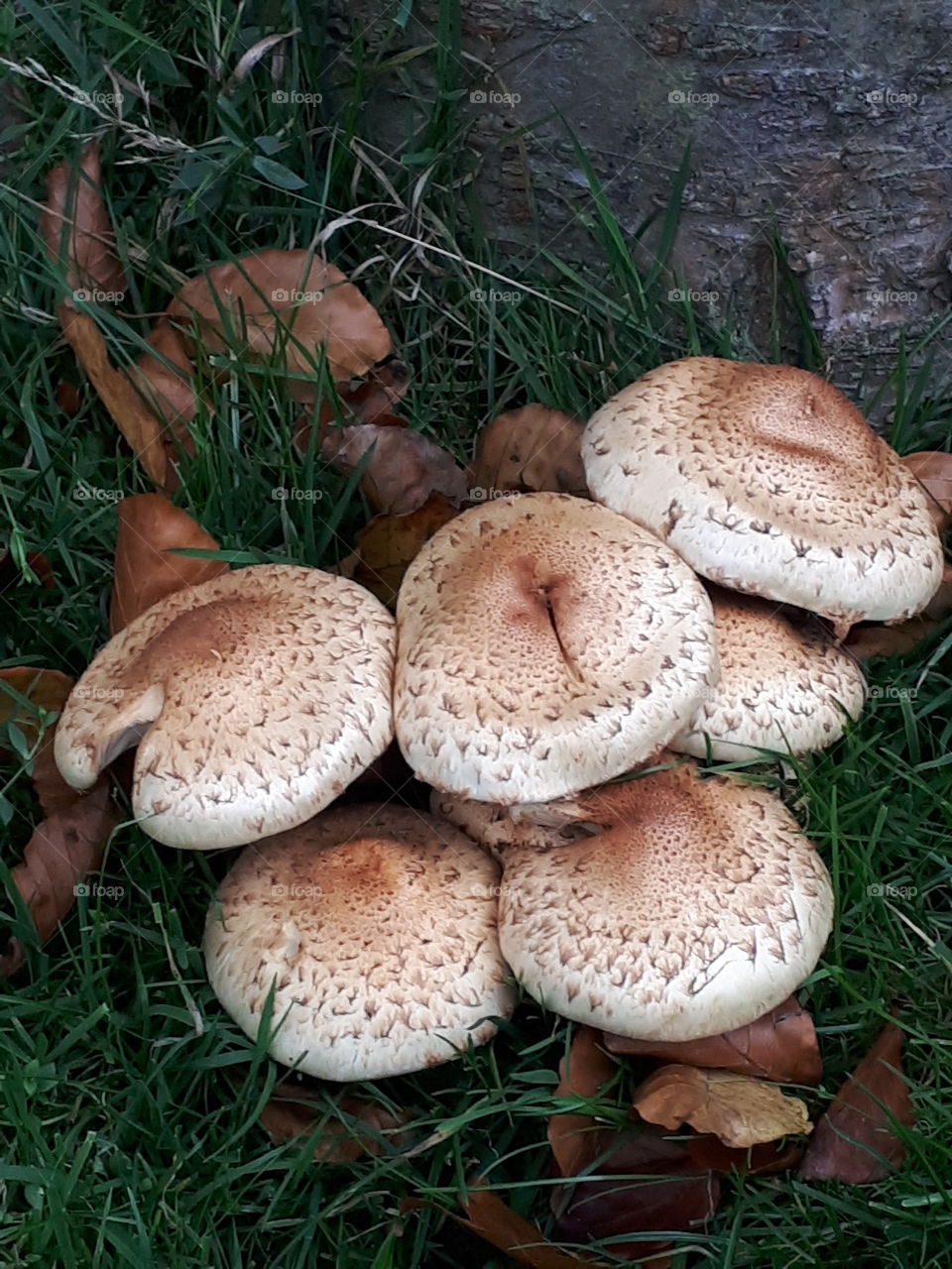 Fungus, Mushroom, Nature, Food, Fall