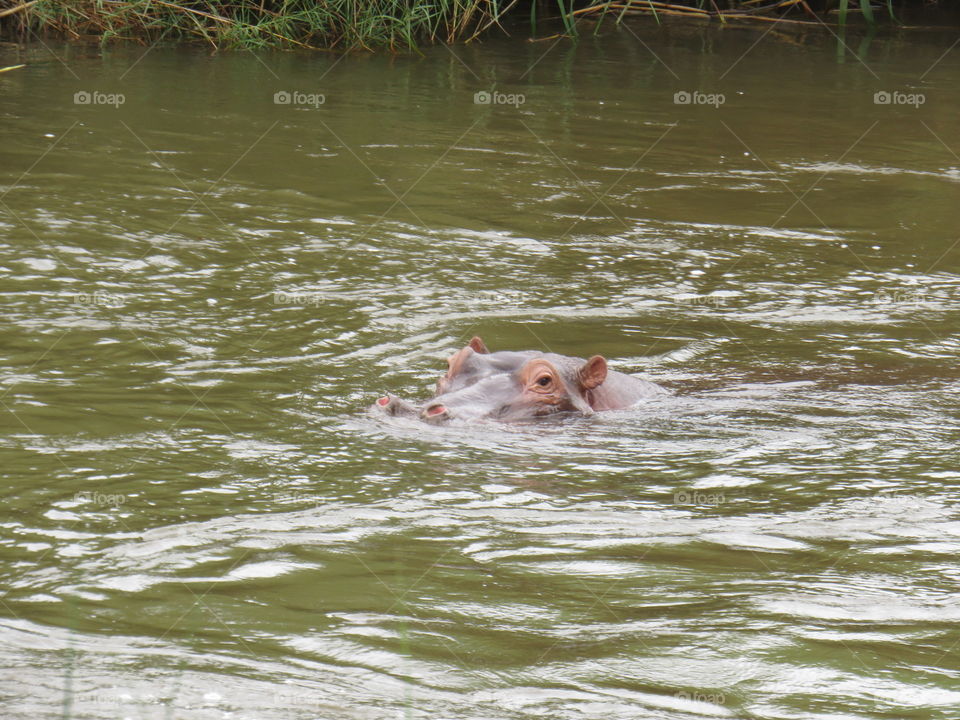 Young hippopotamus bull in the Sabie River in South Africa