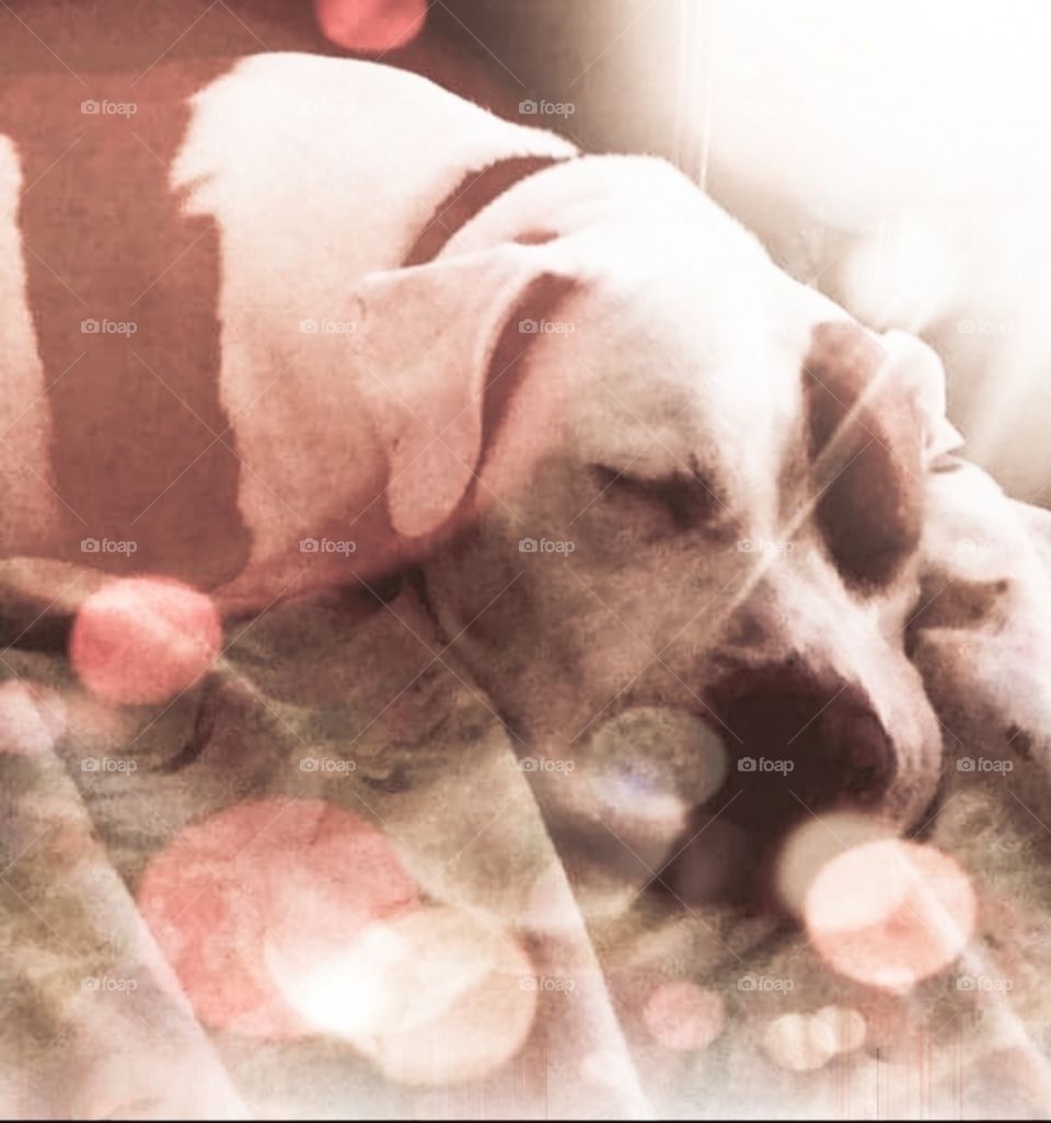 dog sleeping Mindy in dreamland