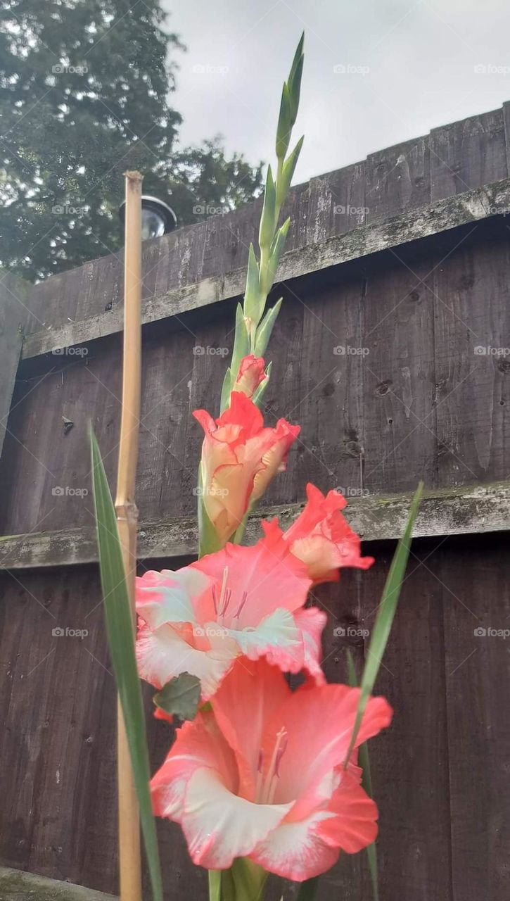 We have this beautiful flower in our backyard but I don't know the name😁