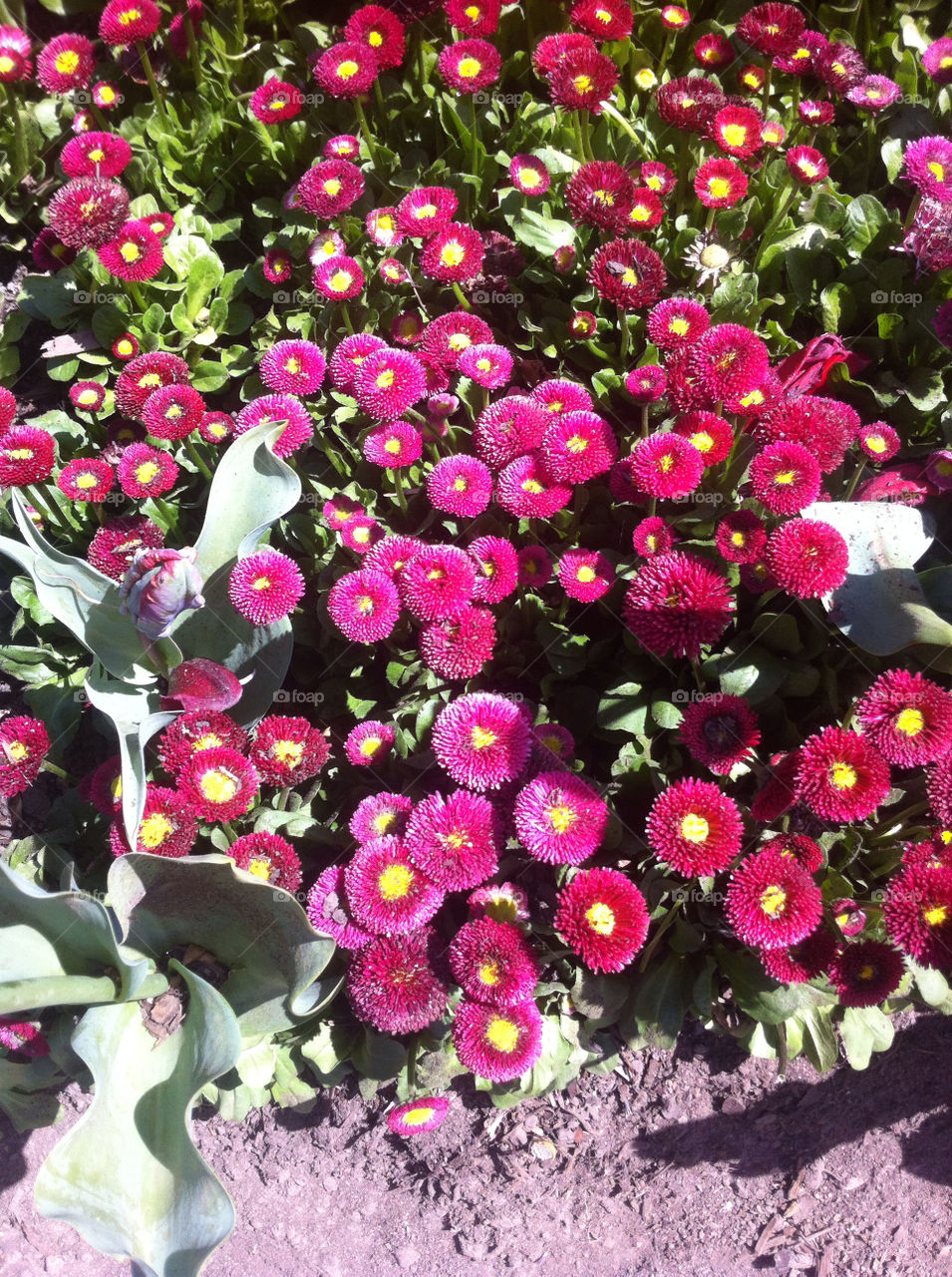 spring flowers pink sunny by splicanka