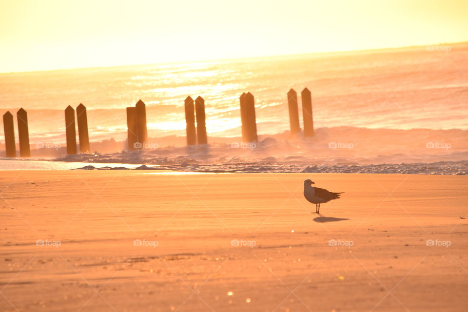 A seagull enjoying the sunrise. 