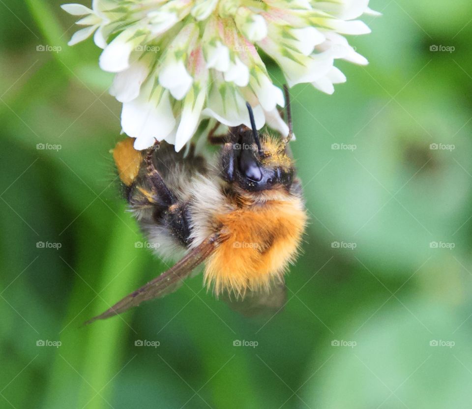 Bee