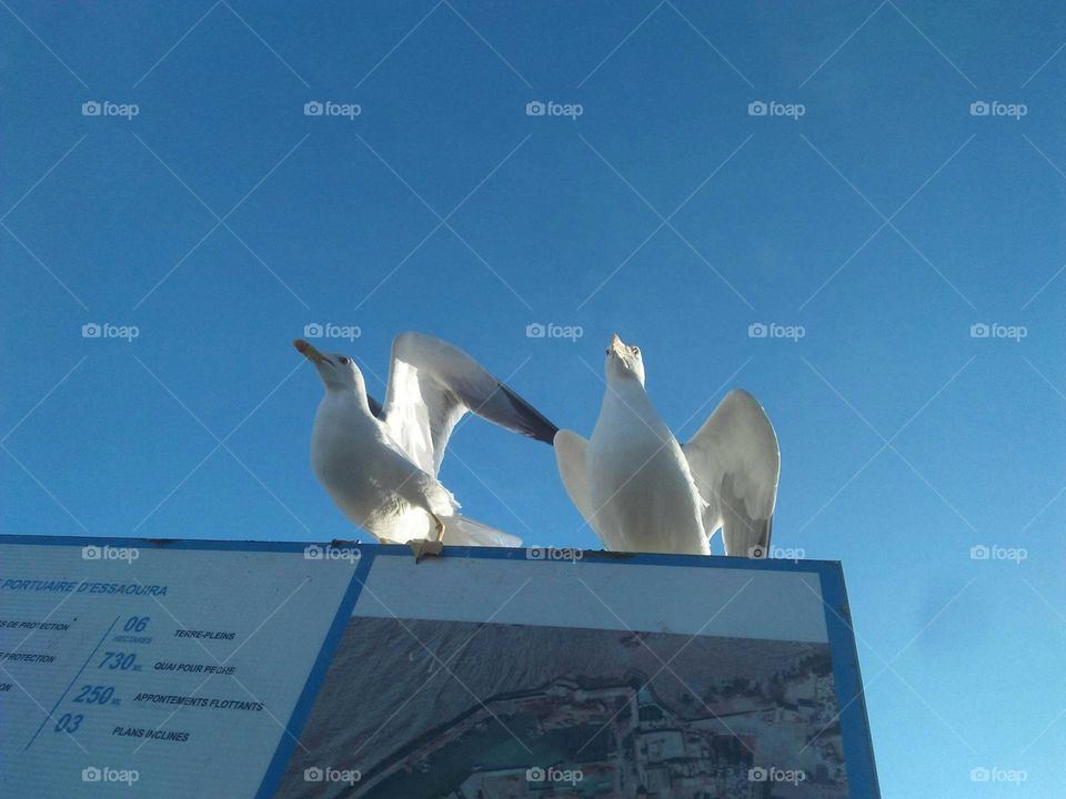 Beautiful seagulls standing on a panel at essaouira harbour in Morocco.