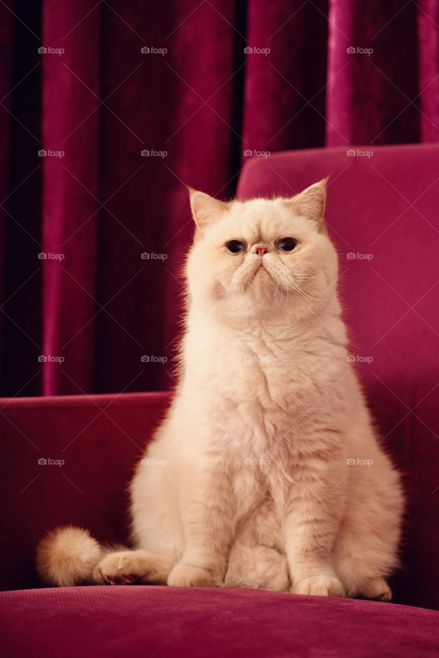 Cat in magenta background