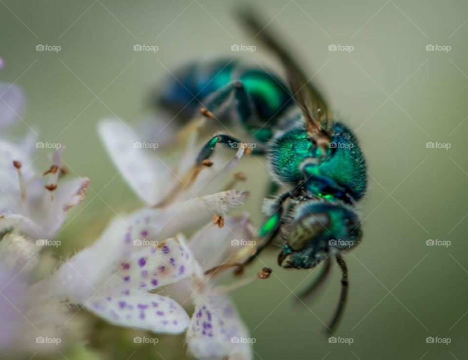 Green Bee on flower