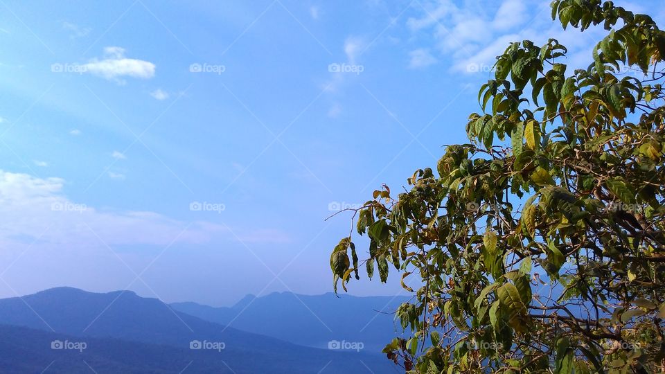 Mountains landscape with the tree in foreground
