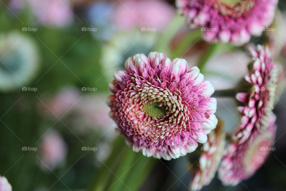 Gerbera. Rosa Gerbera 