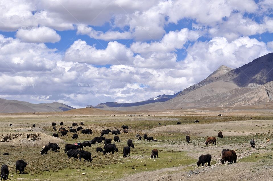 tibetan landscape - fields with yaks, mountains and cloudy sky