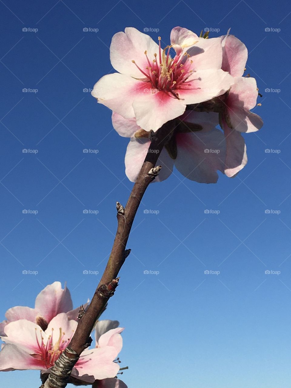 Almond tree flowers on blue sky