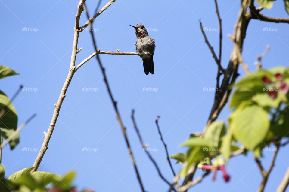 hummingbird sitting in a tree. wildlife. nature. Northern California South Land Park area