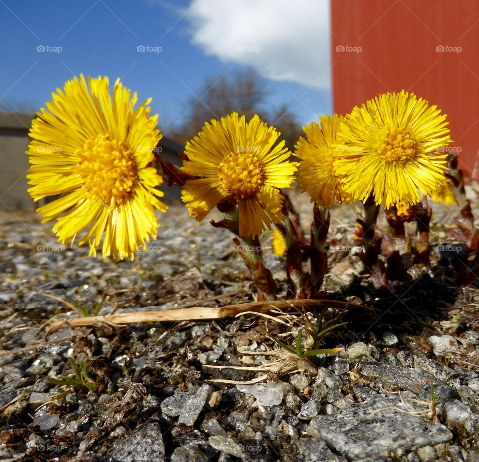 Coltsfoot