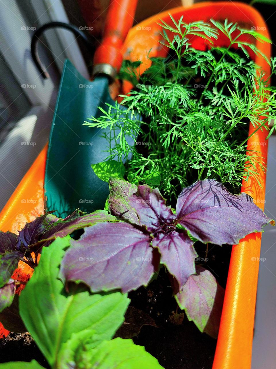 Greenery on the windowsill.  Violet and green basil and green dill grow in the container.  In the background of greenery is a shoulder blade.