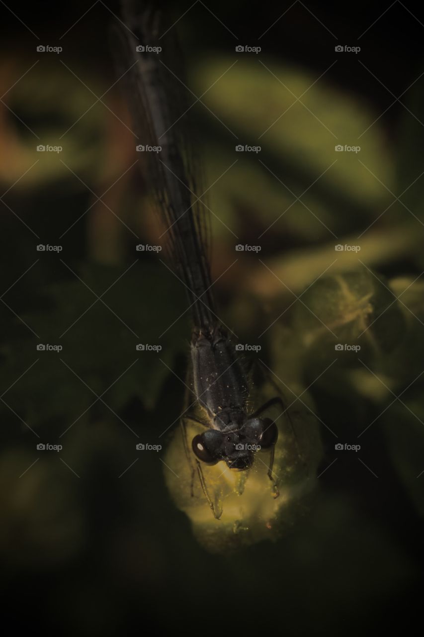 A female Fragile Forktail (Ischnura posita) in muted color and light. 