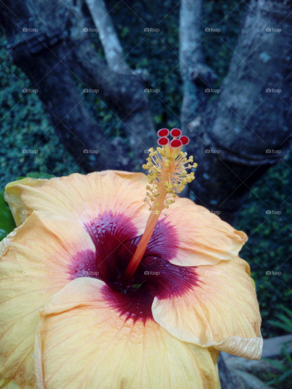 Flowering Tree