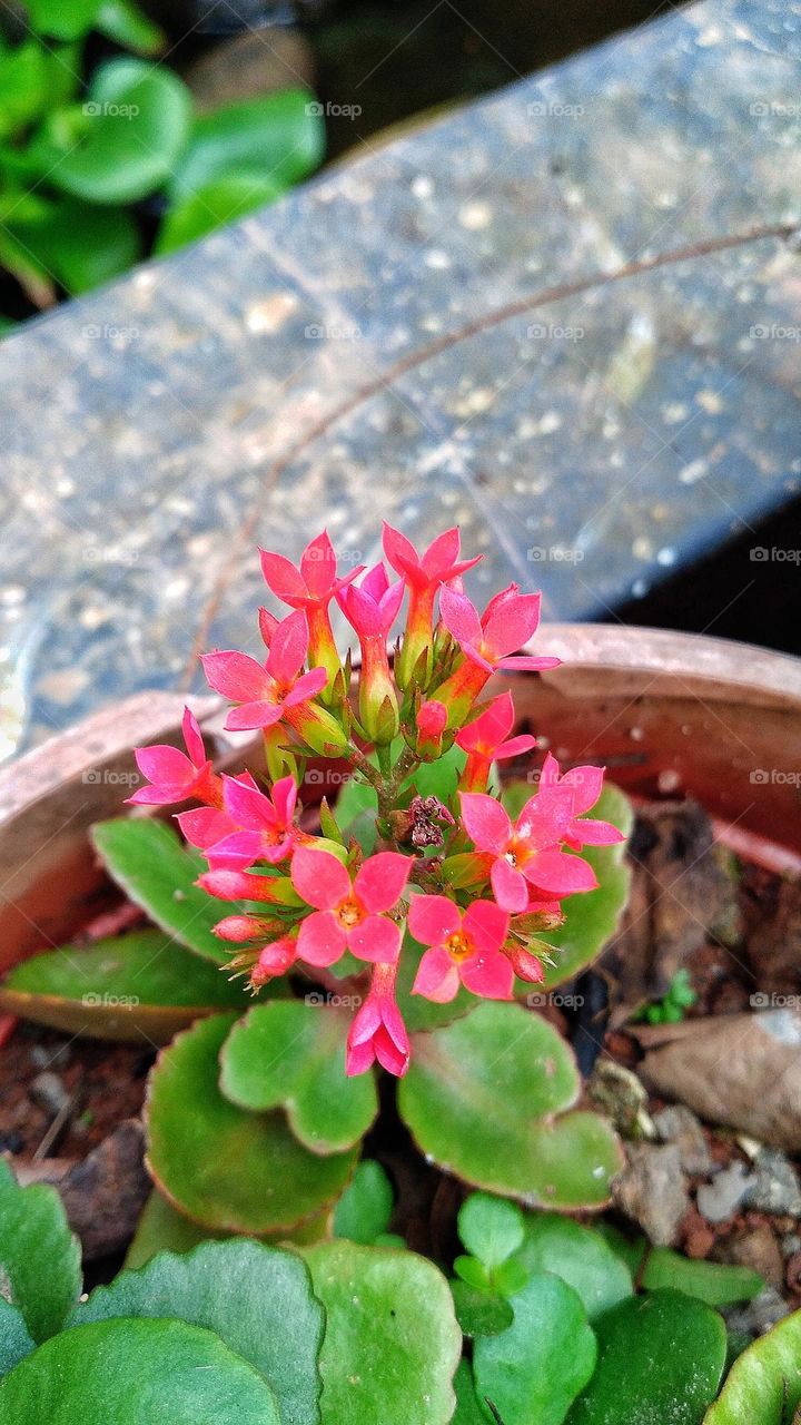 Beautiful Kalanchoe blossfeldiana flowers growing in the garden