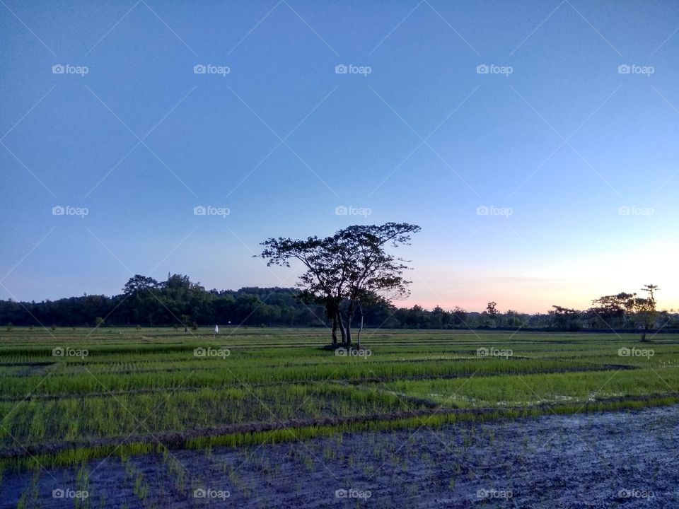 Trees in the middle of rice field