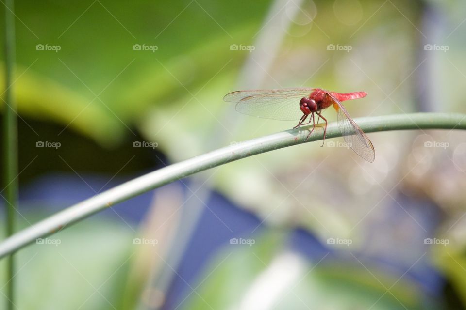 Red Dragonfly