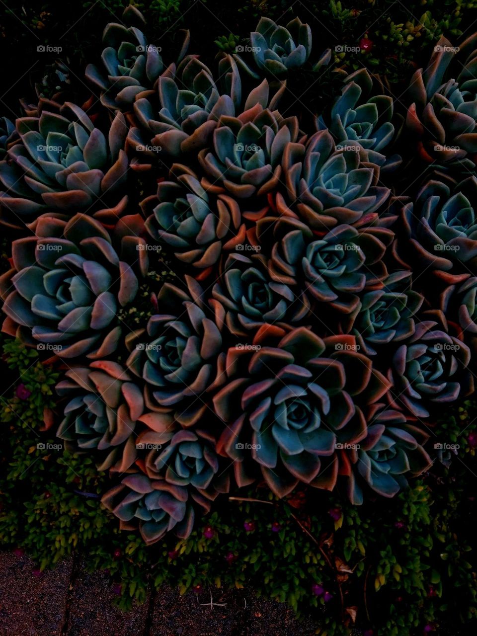 Succulents in cluster