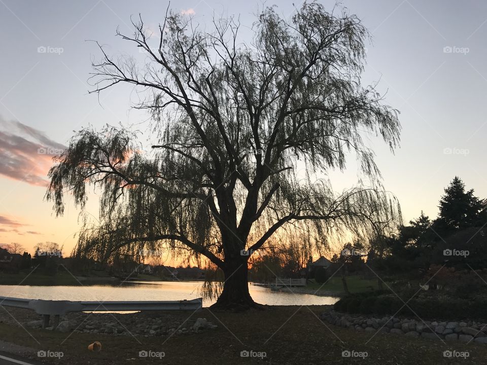 Willow at sunset