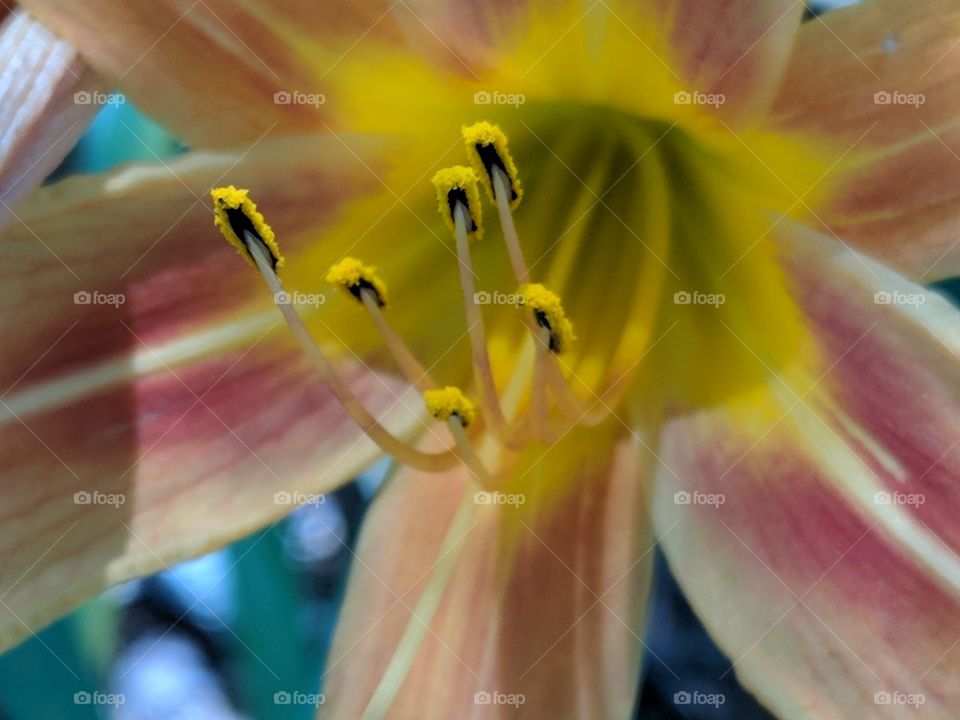 throat of the flower