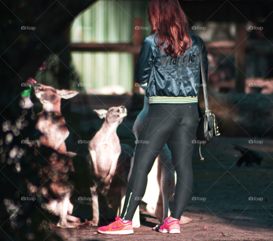 Feeding the kangaroo's at a national park in Perth Australia