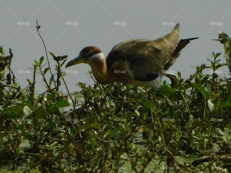 Bird, Wildlife, Nature, Animal, Avian