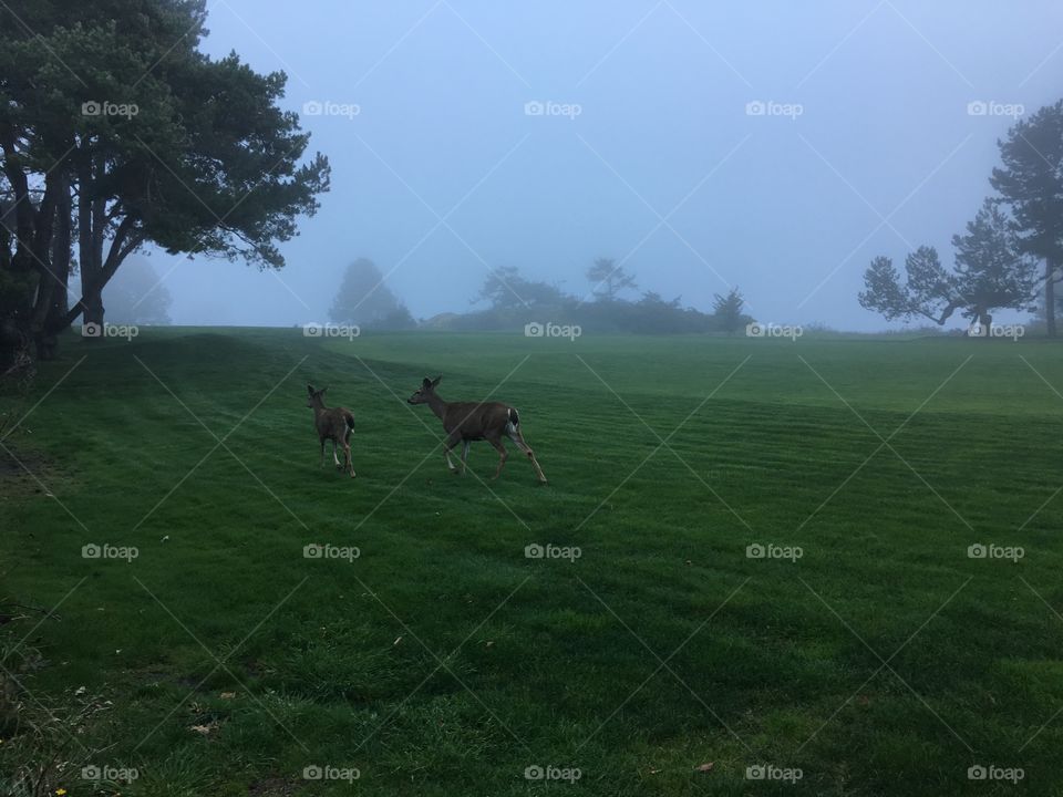 Fogy field with deers running