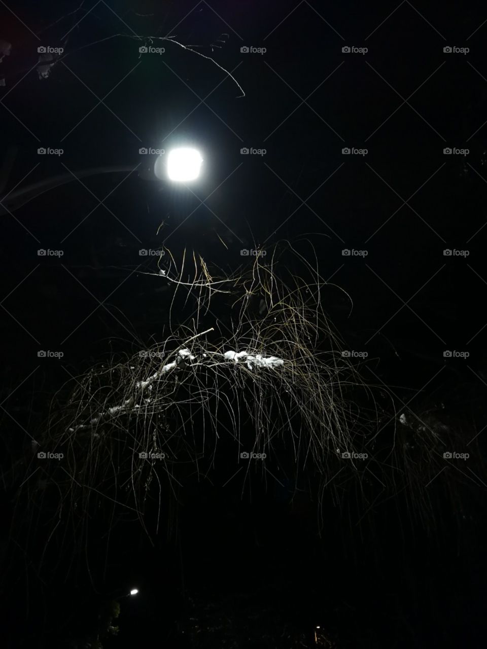 winter night branches