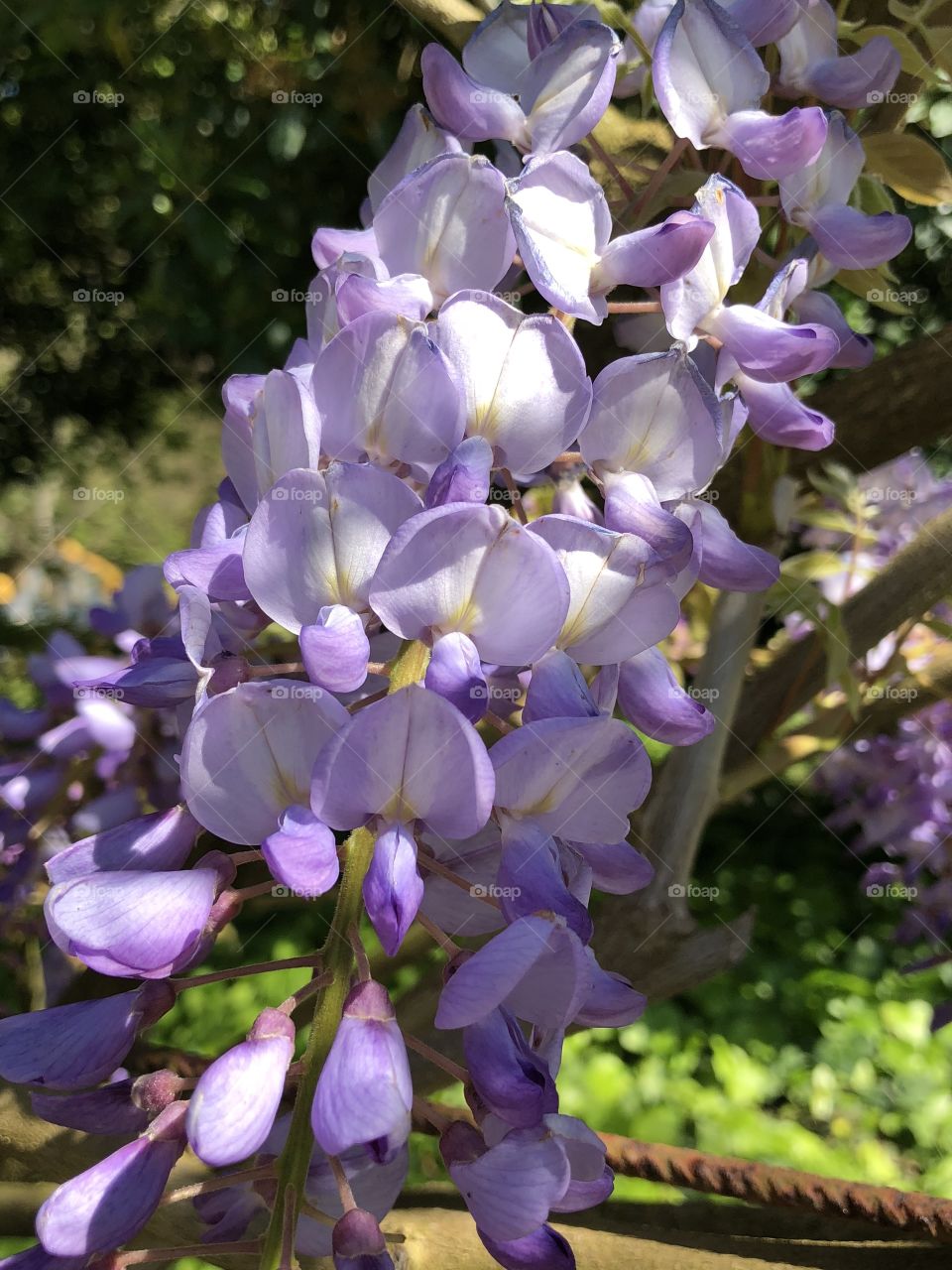 Lilac flowers 