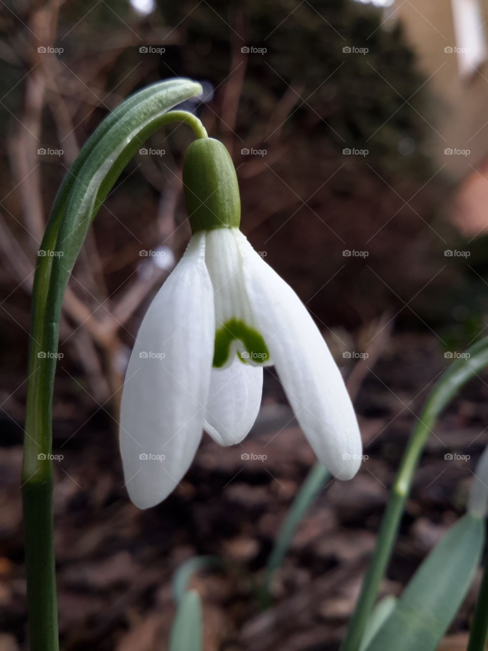 Close-up of snowdrop flower