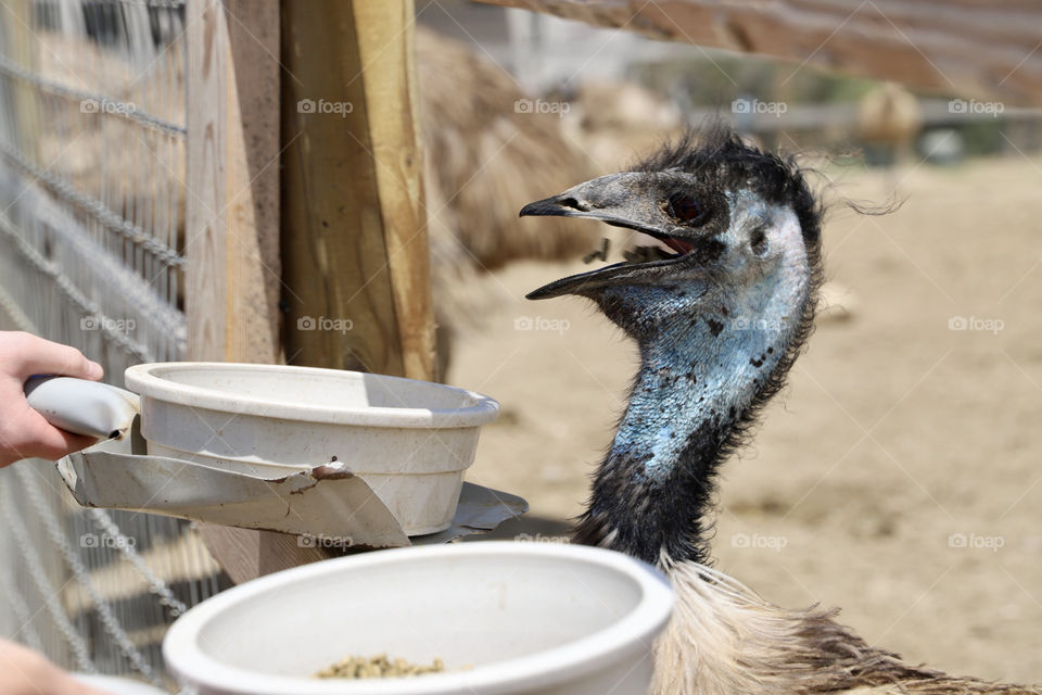Emu at an ostrich farm in Solvang, California. 