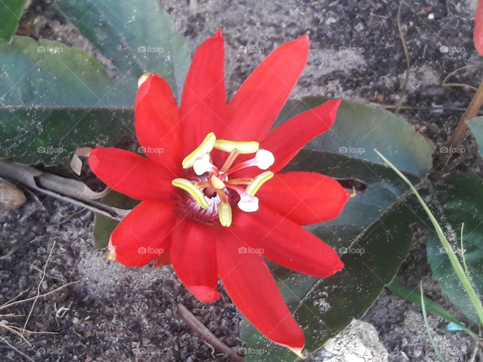 Growing wildly
Red Flower
