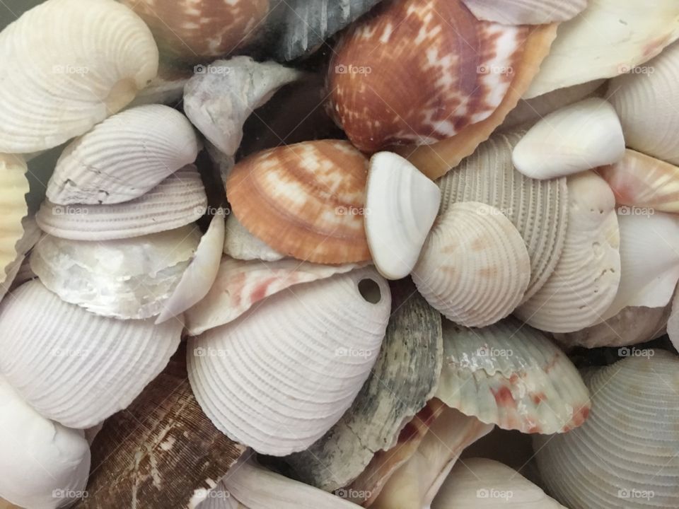 Fullframe shot of clam seashell
