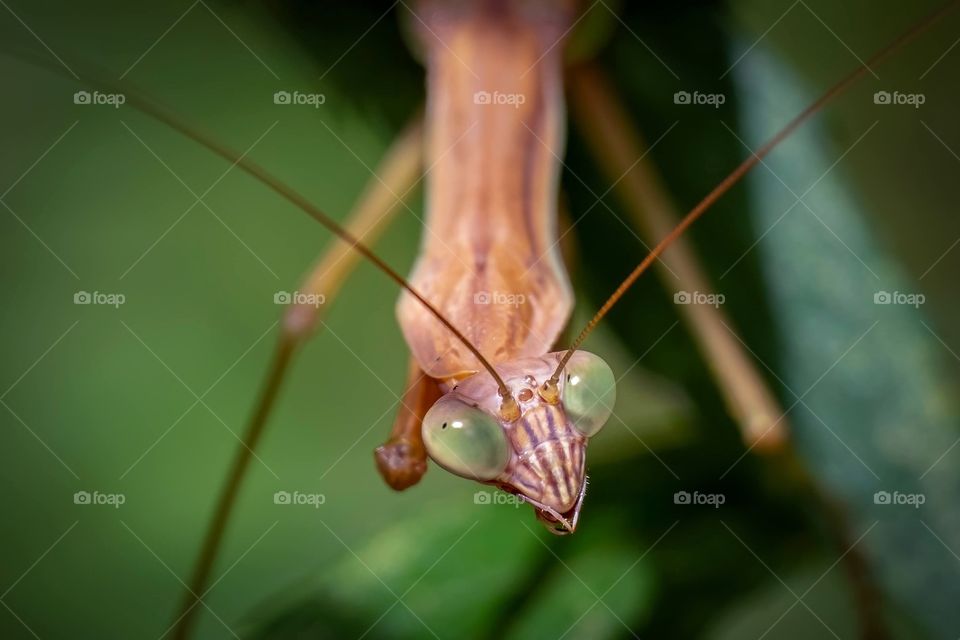 A Chinese Mantis hangs down and looks straight ahead. Raleigh, North Carolina. Body is blurred, with head/eyes in sharp focus. 