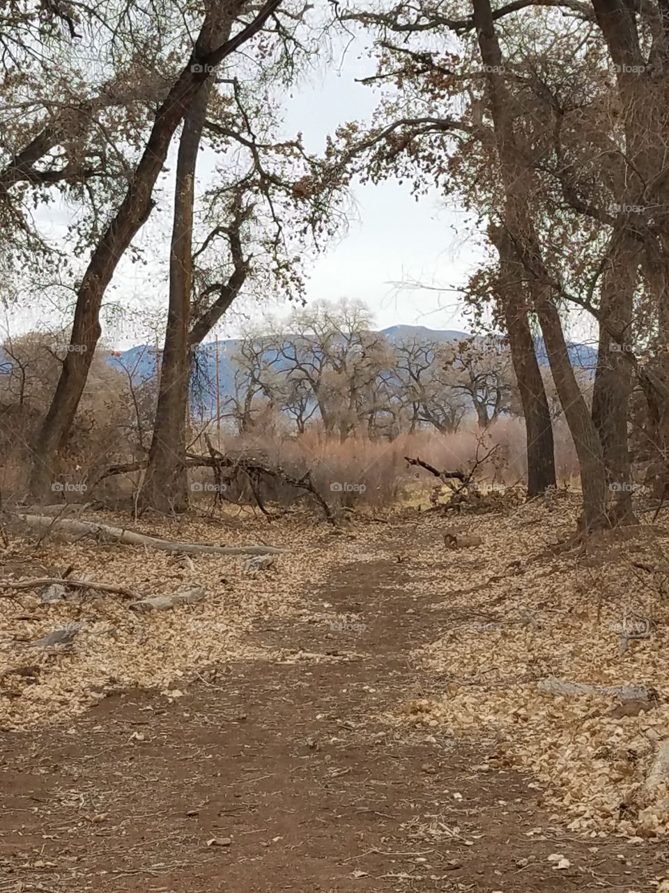 Walking path