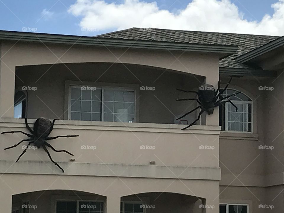 Spiders on the Roof