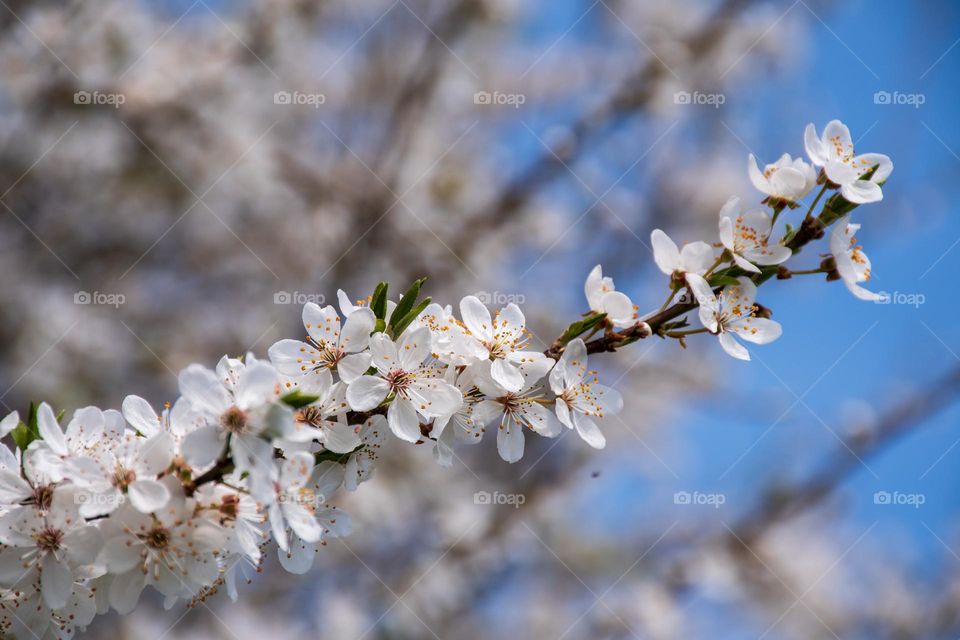 Cherry Plum Blossom in Spring