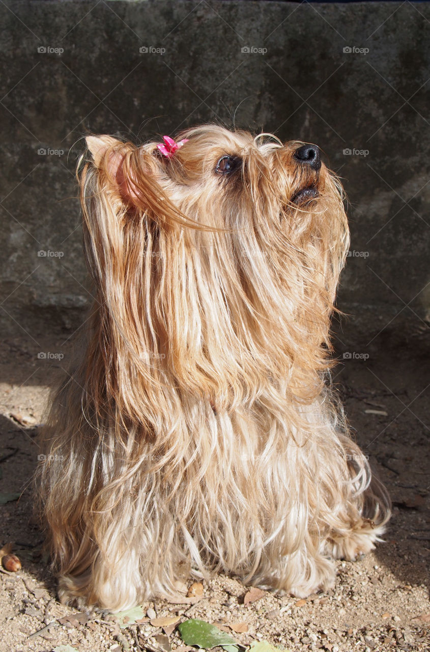 Close-up of yorkshire dog