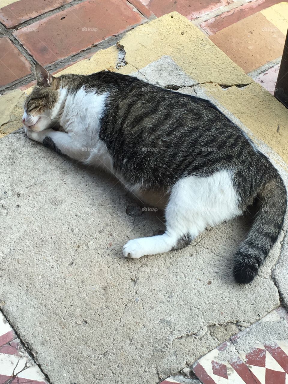 Um gato dormindo depois de uma gostosa refeição. 