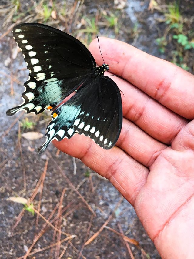 Spicebush Swallowtail butterflie in South Florida forest 