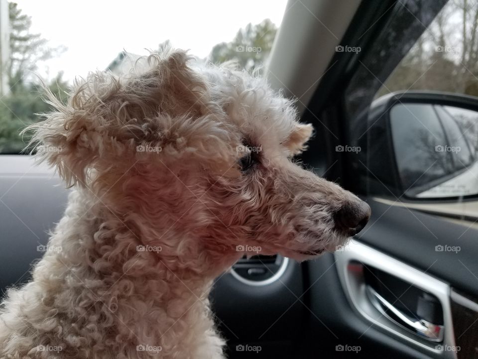 Poodle waiting & watching in car.