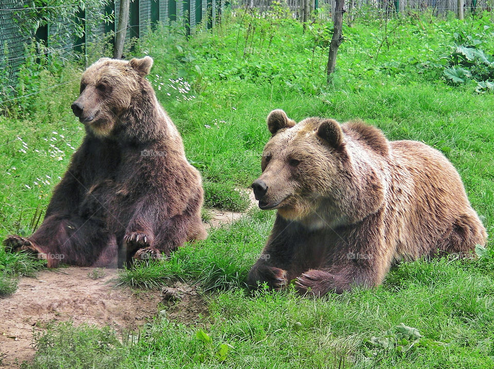 Brown Bears Relaxing